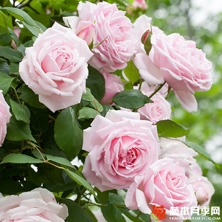 克里斯汀船长的优缺点 克里斯汀船长的优缺点