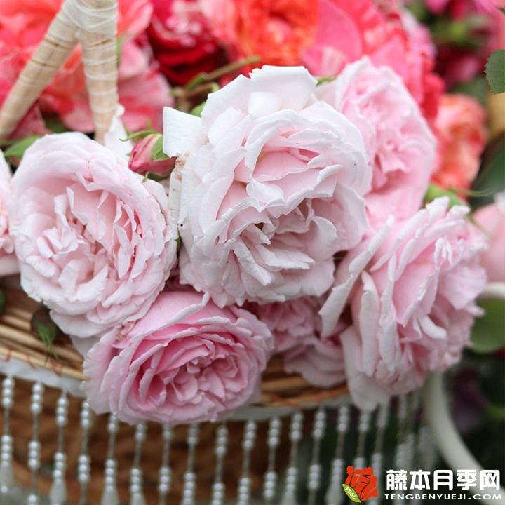 克里斯汀船长的优缺点 克里斯汀船长的优缺点