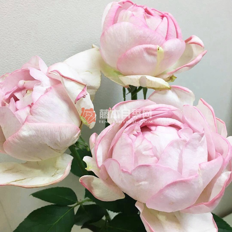 伊芙逸话月季优缺点 伊芙逸话月季优缺点