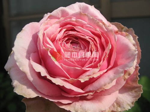 新礼服/漂亮的裙子月季的优缺点 新礼服/漂亮的裙子月季的优缺点