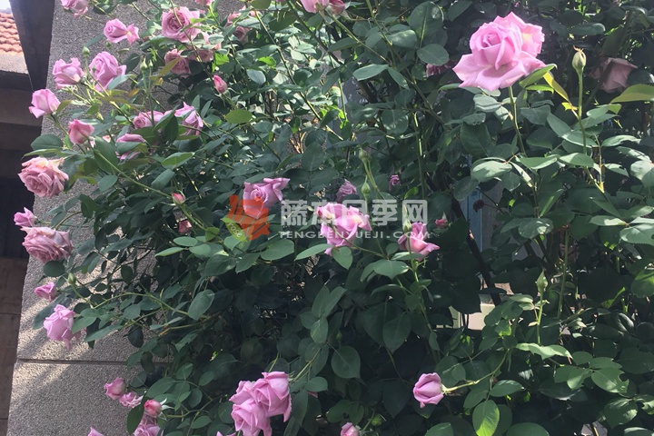 蓝色尼罗河 蓝色尼罗河