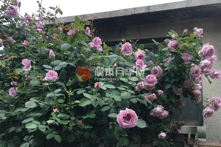 蓝色尼罗河 蓝色尼罗河