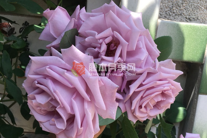 蓝色尼罗河 蓝色尼罗河