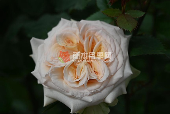 1657531633855733.jpg 1_副本.jpg