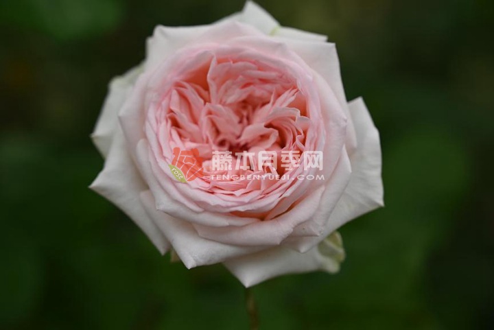 含香玫瑰 含香玫瑰