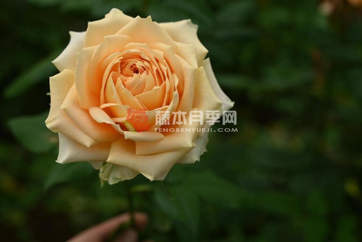 辛德瑞拉 辛德瑞拉