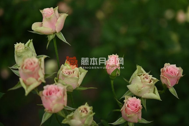 樱花谷玫瑰 樱花谷玫瑰