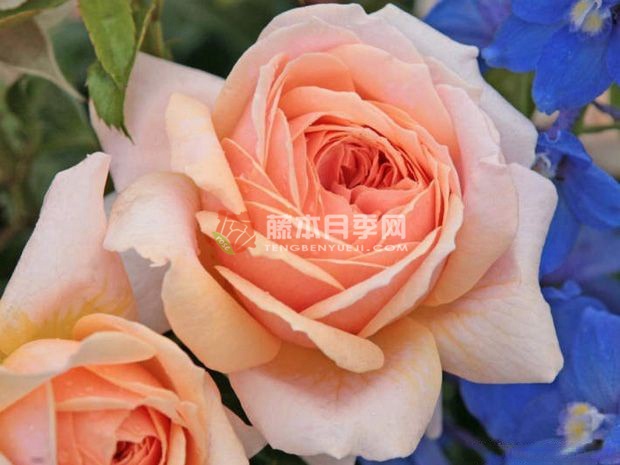 玫瑰花园月季优缺点 玫瑰花园月季优缺点