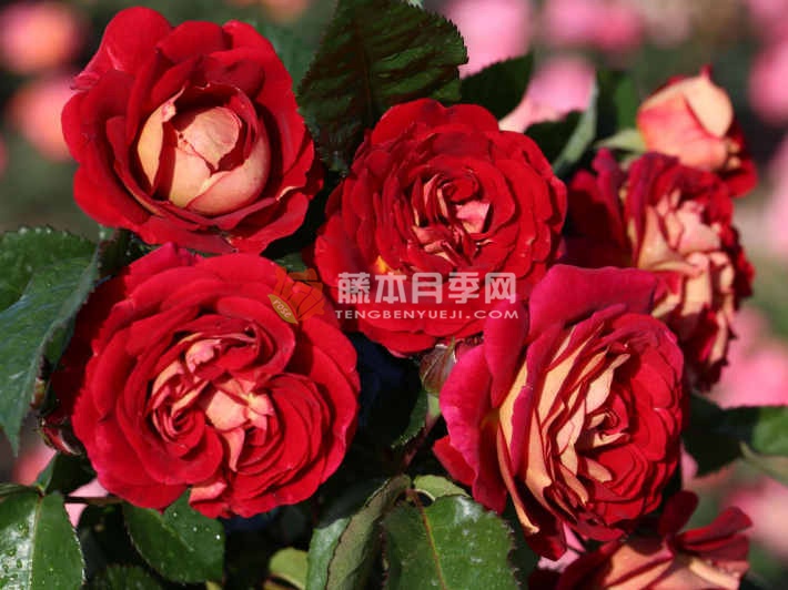 靓丽月季优缺点 靓丽月季优缺点