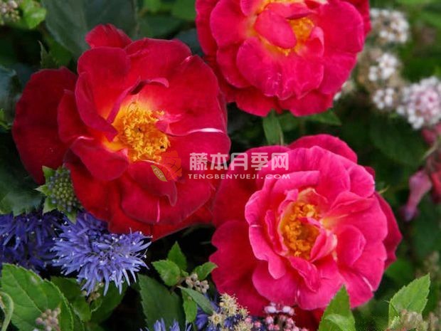 花之岛月季优缺点 花之岛月季优缺点