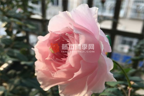 美咲扶子月季优缺点 美咲扶子月季优缺点