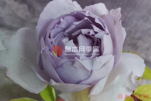 路西法月季/光之天使路西法月季 路西法月季/光之天使路西法月季