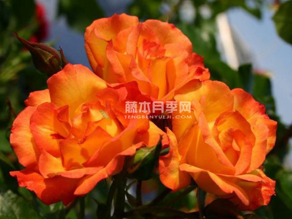 宠爱小姐/富矿脉月季 宠爱小姐/富矿脉月季优缺点分析