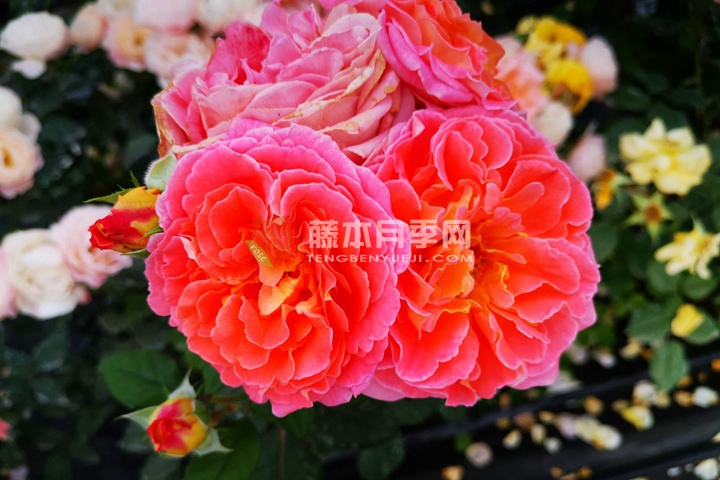 玛米蒂杰尔 玛米蒂杰尔