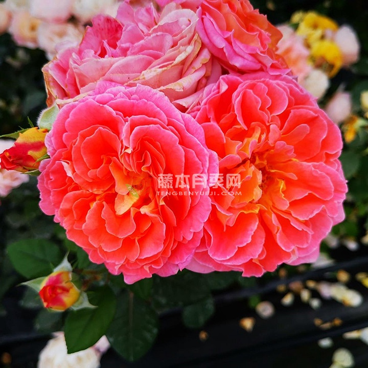 玛米蒂杰尔 玛米蒂杰尔