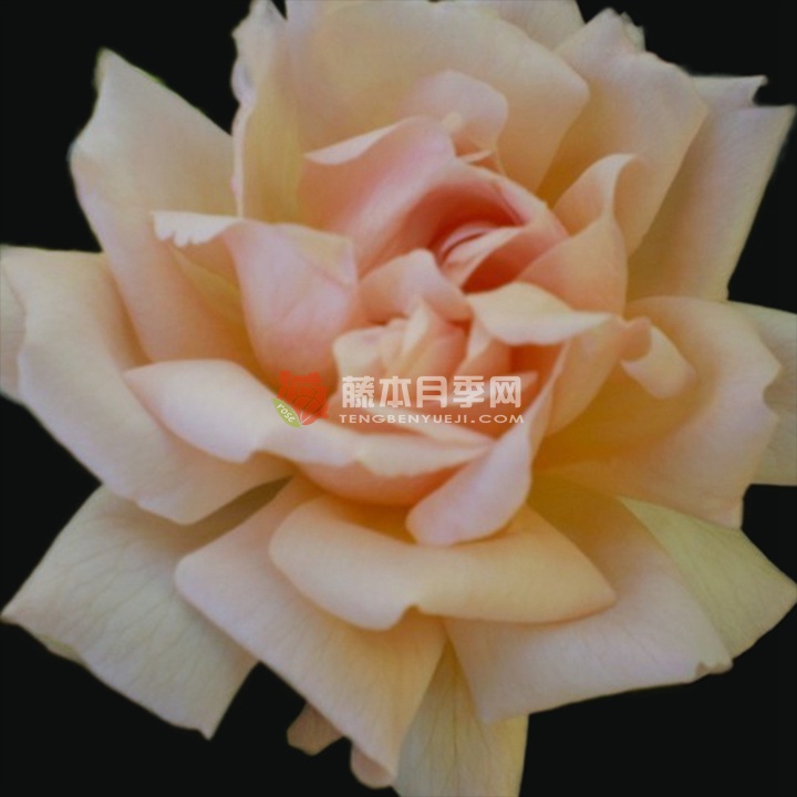 阿瑞梭莎月季 阿瑞梭莎月季