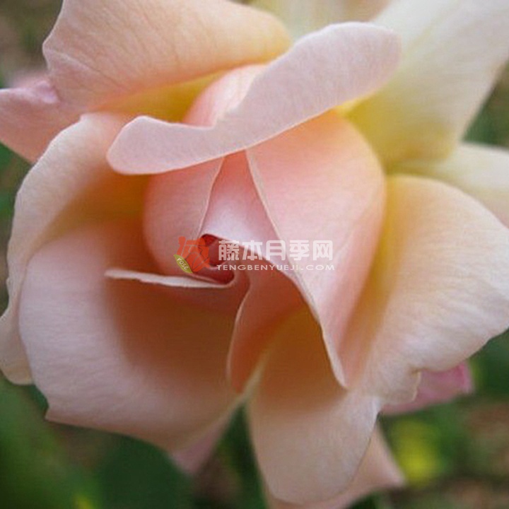 阿瑞梭莎月季 阿瑞梭莎月季