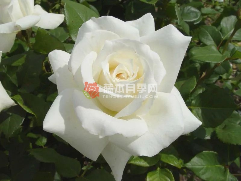 帕斯卡利月季优缺点分析 帕斯卡利月季优缺点分析