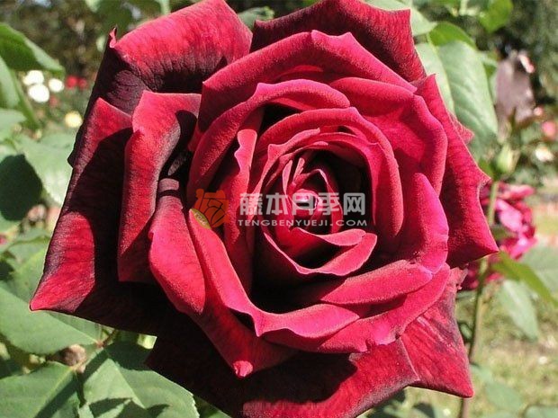玫昂爸爸月季优缺点分析 玫昂爸爸月季优缺点分析