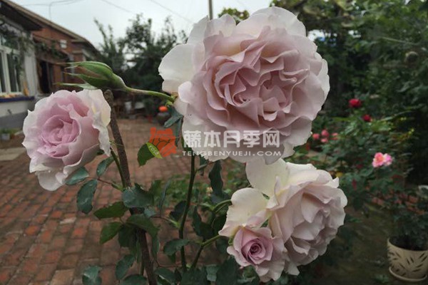 新浪潮月季 新浪潮月季