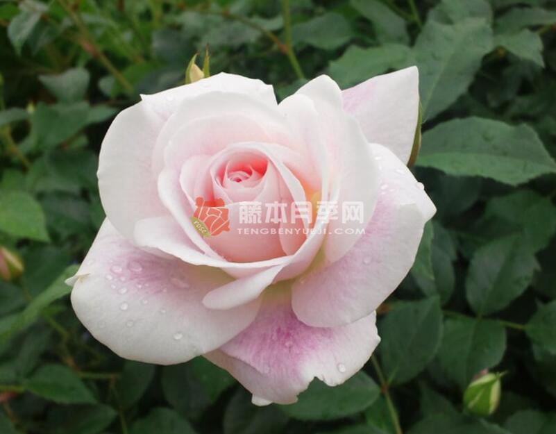 腮红冰山月季 腮红冰山月季