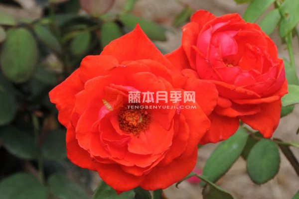 香云月季 香云月季