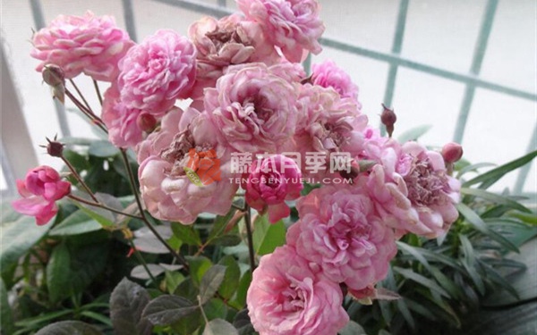 冬梅月季 冬梅月季