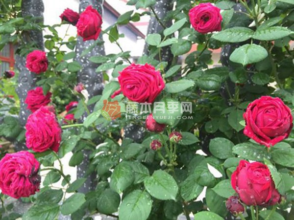 福斯塔夫月季 福斯塔夫月季