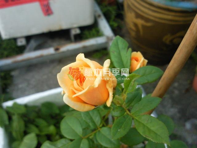 戏弄乔治亚月季 戏弄乔治亚月季