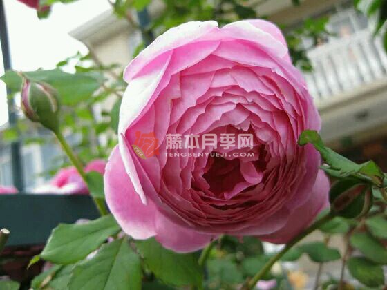艾伦蒂施马奇月季 艾伦蒂施马奇月季