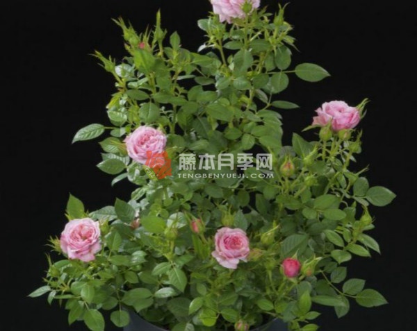 妮娜阳台月季 妮娜阳台月季