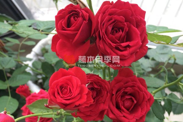永远的莫斯科月季 永远的莫斯科月季
