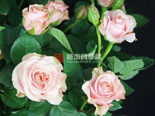 苔原欢腾月季 苔原欢腾月季