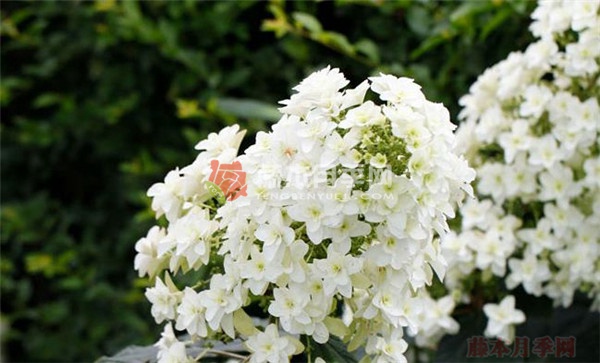 雪花月季 雪花月季