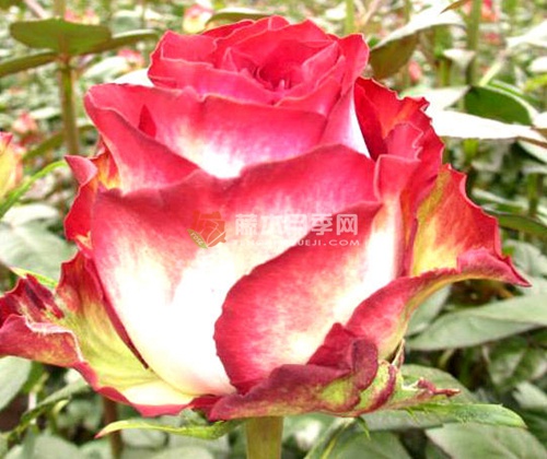 荒谬月季 荒谬月季