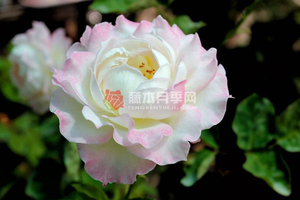 六翼天使/炽天使月季 六翼天使/炽天使月季