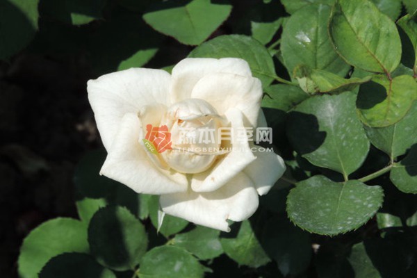 婚礼白月季 婚礼白月季