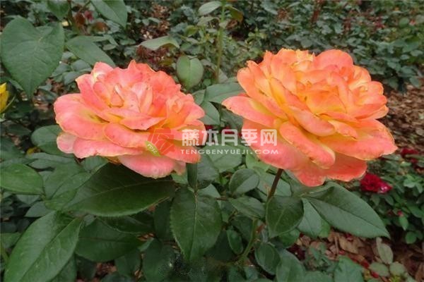 五月伊芙琳月季 五月伊芙琳月季