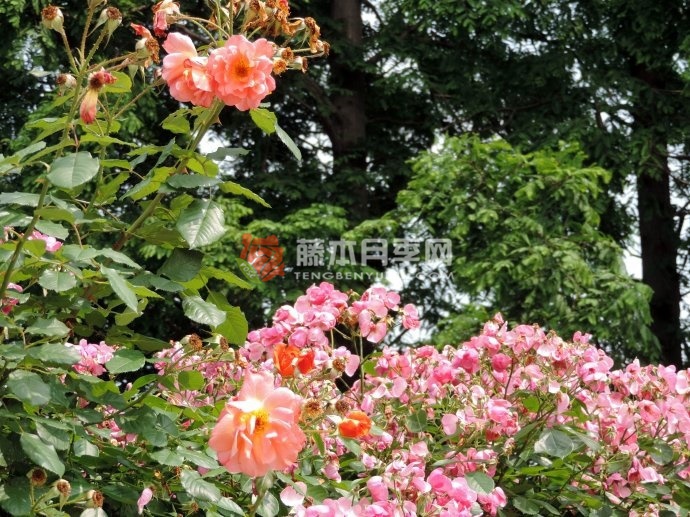 1657716387448385.jpg 腾和平.jpg
