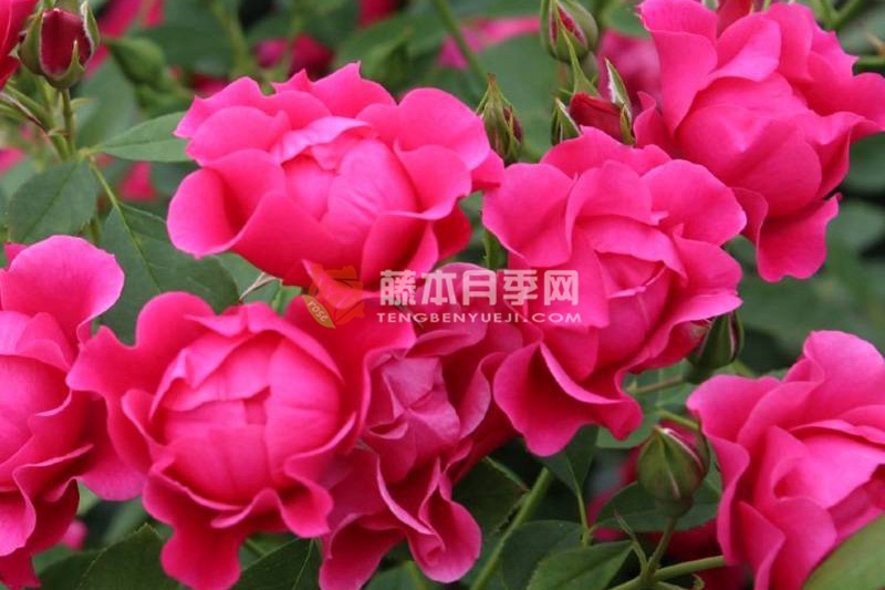粉色森林月季 粉色森林月季