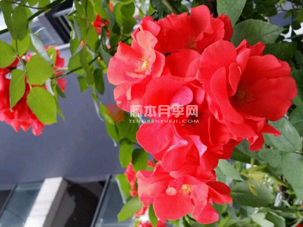 火焰舞月季优缺点 火焰舞月季优缺点