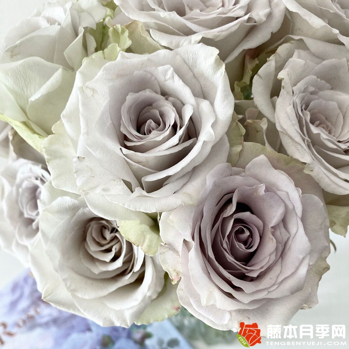 乌龙伯爵茶 乌龙伯爵茶