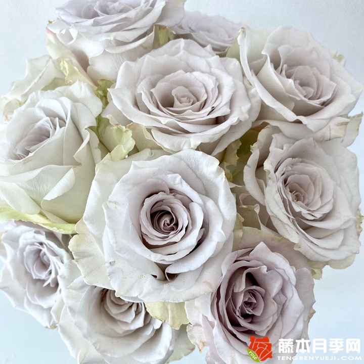 乌龙伯爵茶 乌龙伯爵茶
