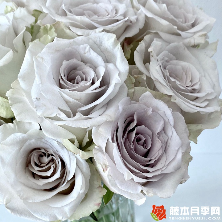 乌龙伯爵茶 乌龙伯爵茶