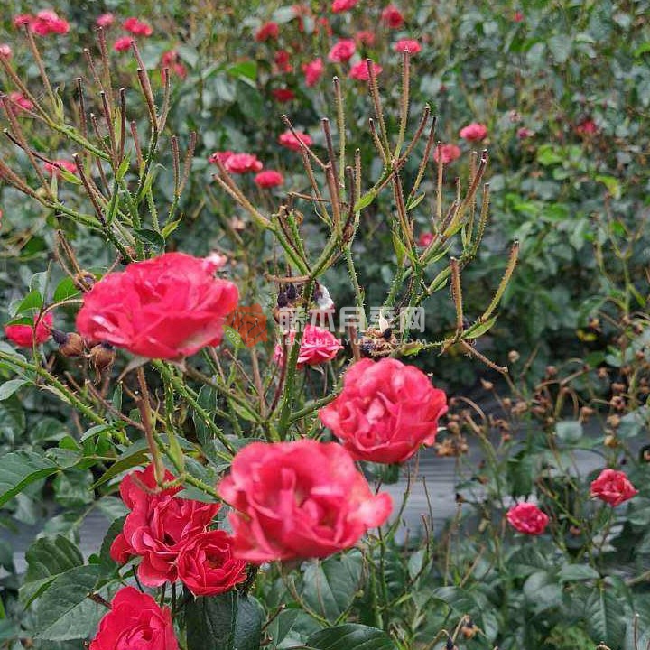 金边玫瑰 金边玫瑰