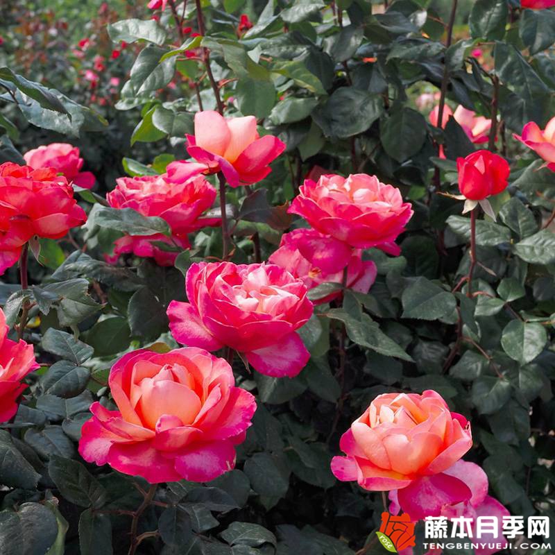 爵士音乐节 Jazz festival 爵士音乐节 Jazz festival