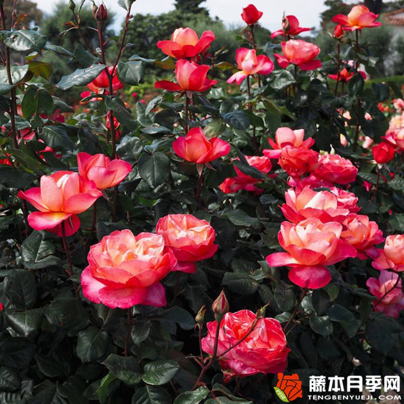 爵士音乐节 Jazz festival 爵士音乐节 Jazz festival