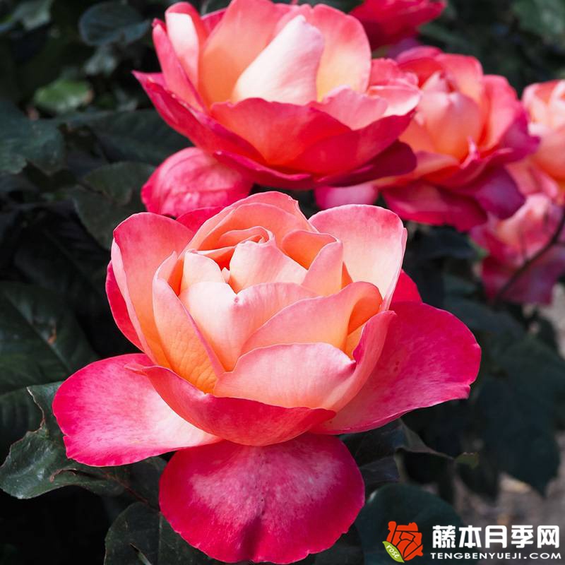 爵士音乐节 Jazz festival 爵士音乐节 Jazz festival