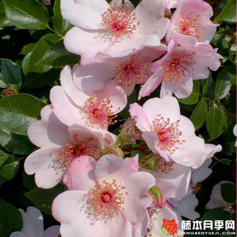 漂亮甜 Astronomia 漂亮甜 Astronomia