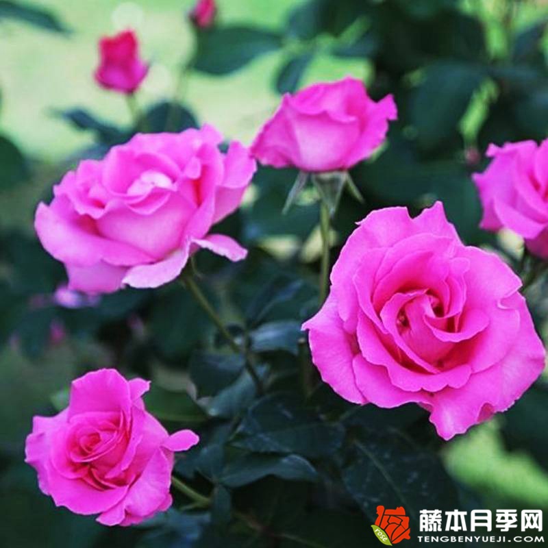 麦卡尼之花 麦卡尼之花